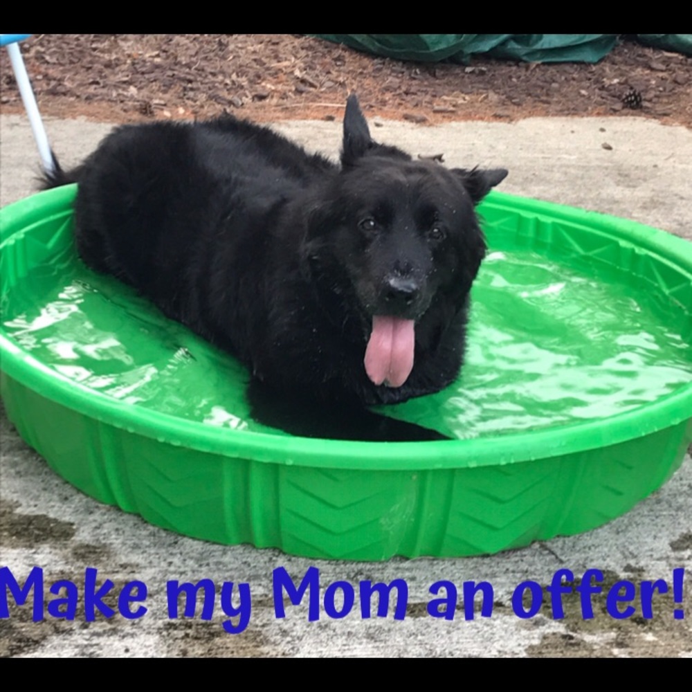 Make an Offer 🐕